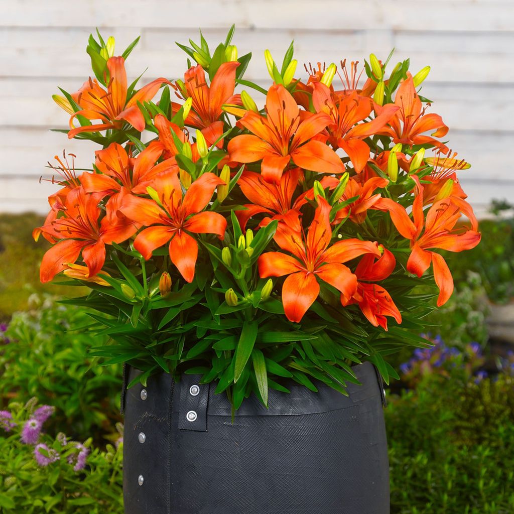 Lilium Asiatic 'Orange Matrix'